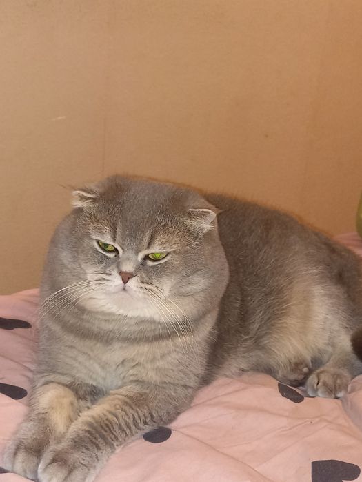 Кот на вязку шотландец.