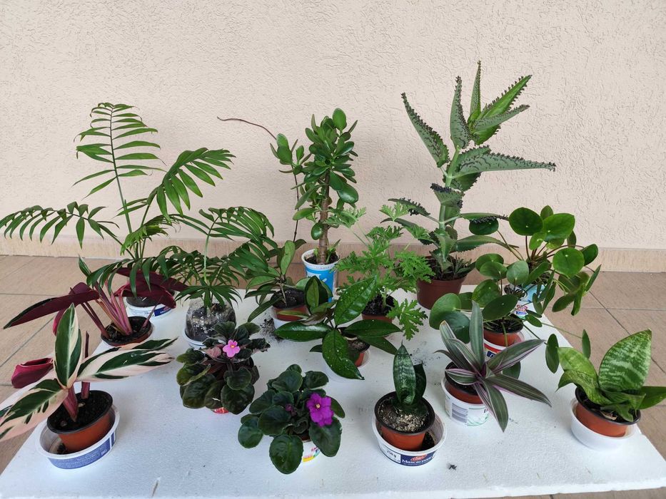 Rośliny doniczkowe różne .