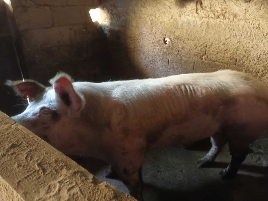 Porco barao pietrain muinto bom