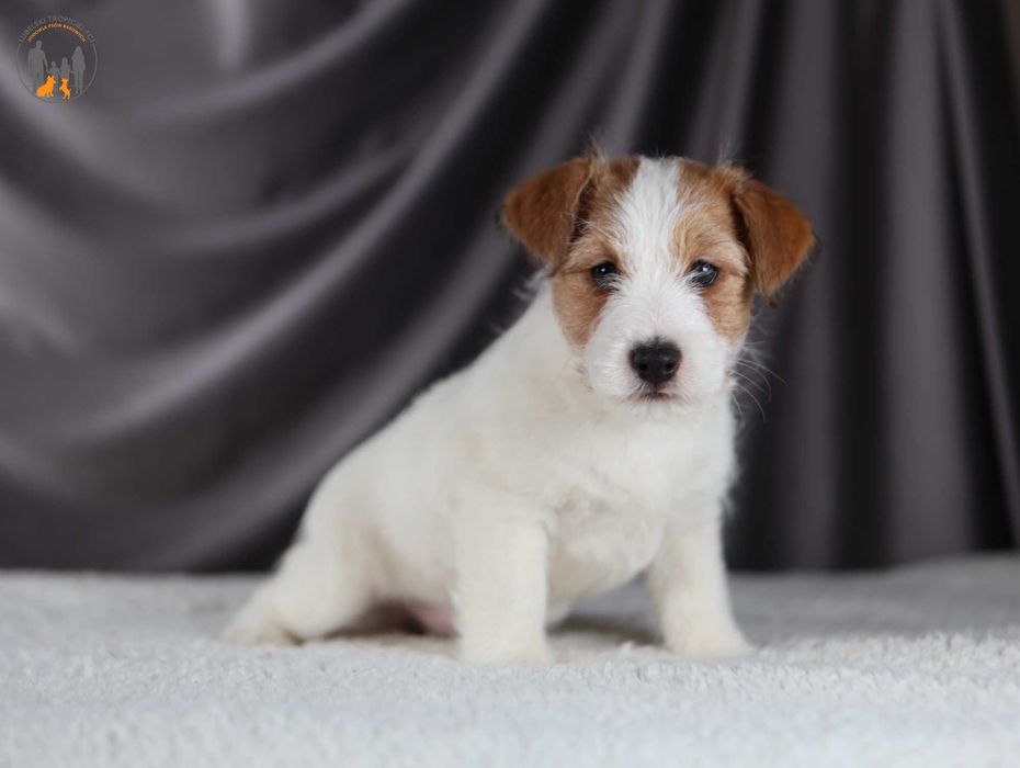 Jack Russell Terrier ZKwP FCI piesek rezerwacja