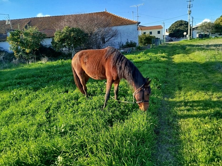 Vendo poldro castanho com dois anos mansinho