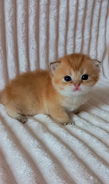 Золота шиншила дівчинка та хлопчики.