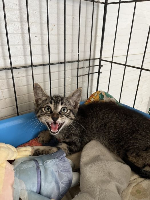 Oliver- Gatinho bebé
