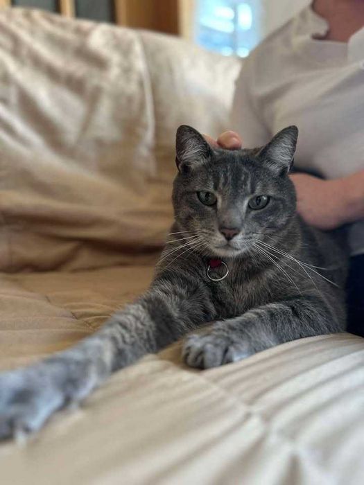 CASTRADO | Gato com vacinas em dia disponível para adoção responsável