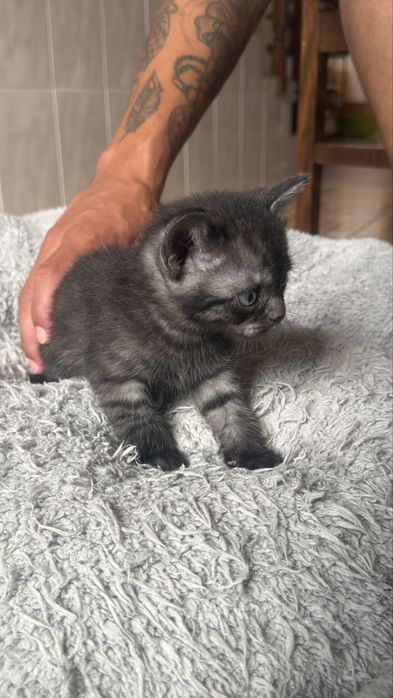 Gato macho boa linhagem