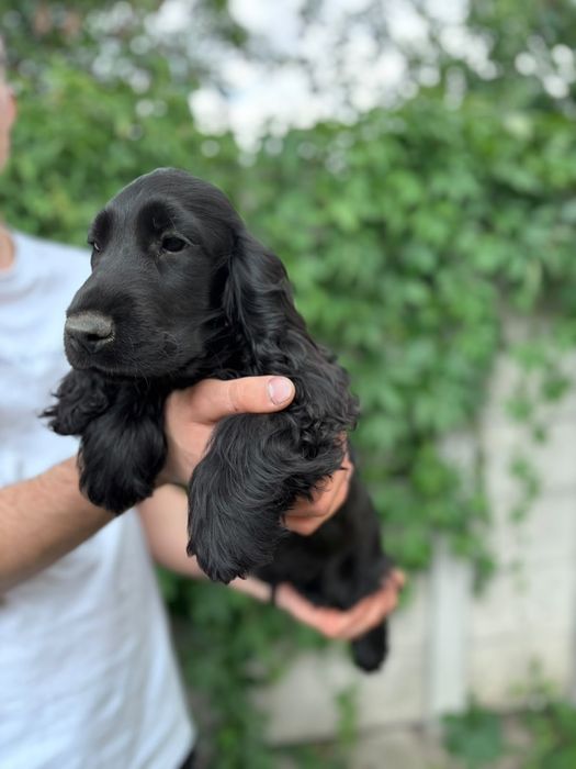 Cocker spaniel angielski Moris z  genem czekoladowym!