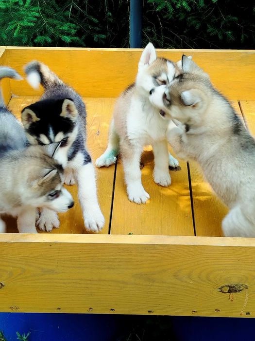 Siberian Husky piesek  tel.575302039
