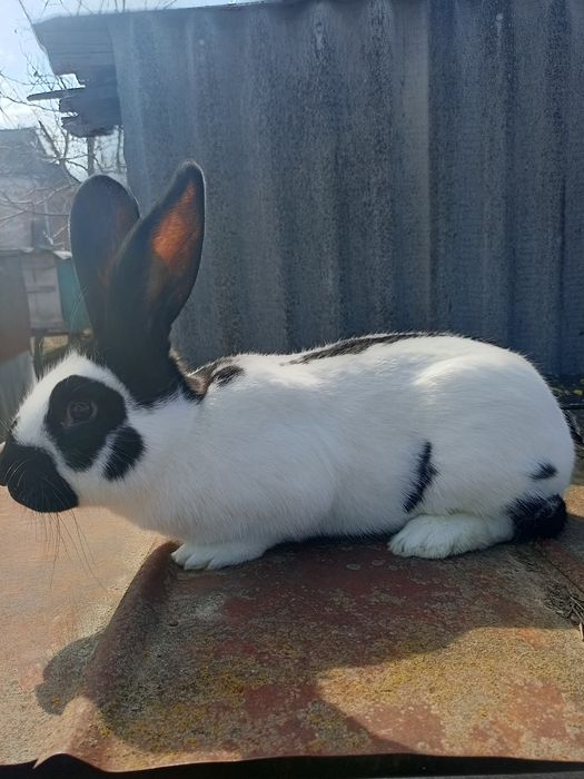 Продам Німецький Строкач