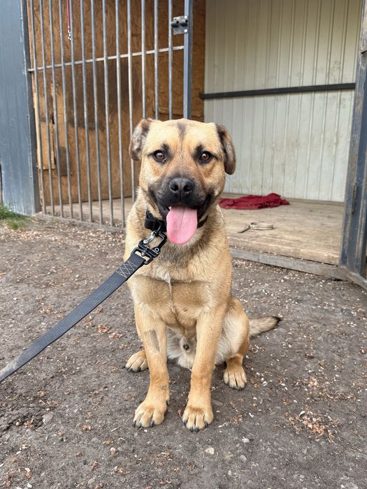 Зверніть будь ласка увагу на нього, йому дуже потрібна сімʼя!