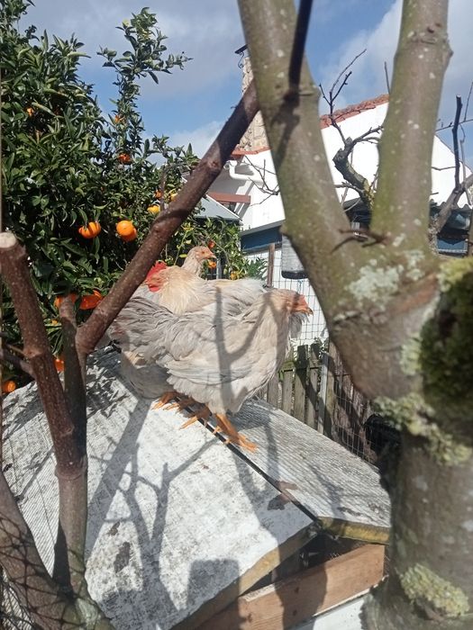 Galo Raça Leghorn Isabella Puro