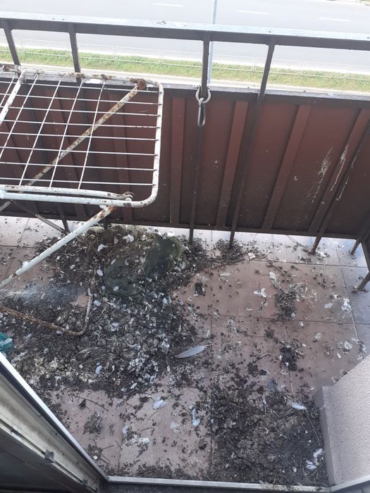 Sprzatania po gołebiach strychów sprzatnia piwnic  balkonów