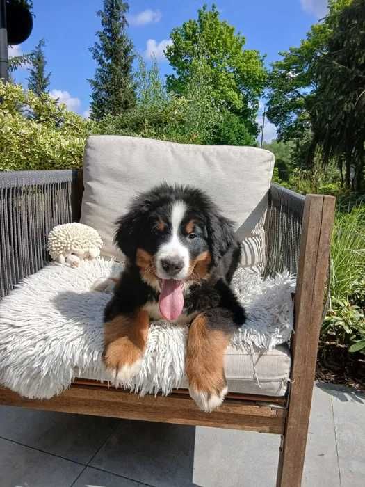 Bouvier Bernois disponível