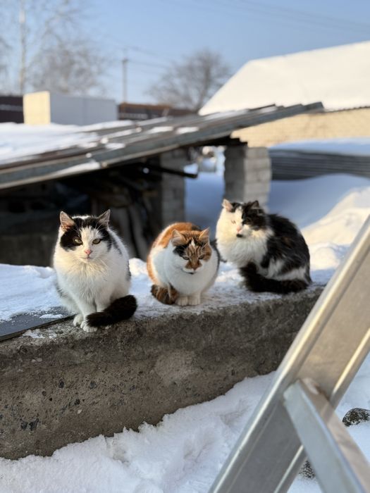 Котики стерелізовані шукають господарів