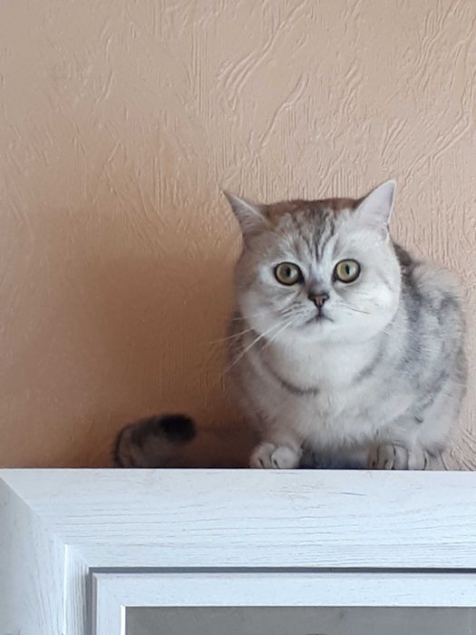 В'язка кіт шотландський срібна шиншила