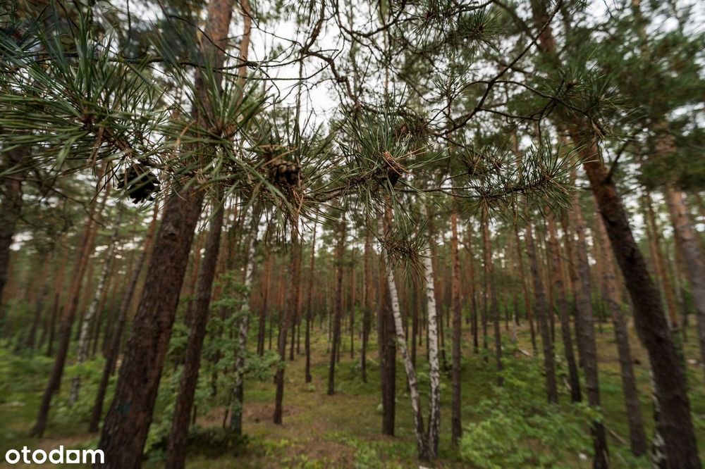 Działka budowlana na Wydmach  2221 m2 - bez prowizji