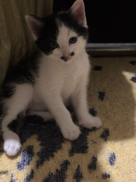 Lindos gatinhos a procura de um lar