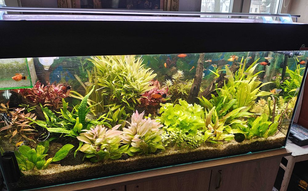 Zakładanie i serwis akwarium