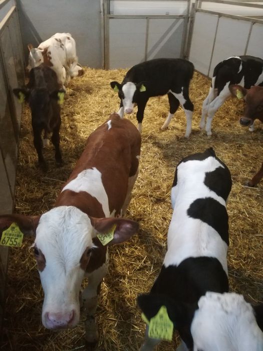 Byczki I JAŁÓWKI polskie SKÓRCZ