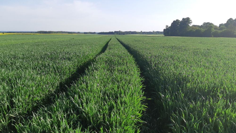 Pszenica pszenżyto Tadeus