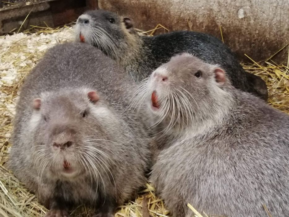 М'ясо нутрії, екологічно чисте !!!