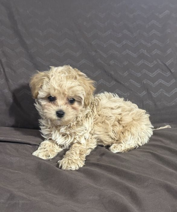 Мальтіпу F 1 бебі фейс