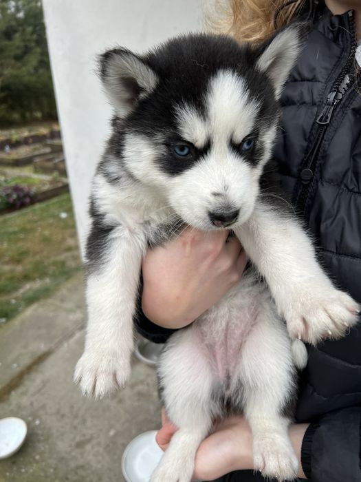 Szczeniaki Husky