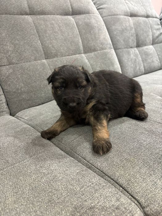 Owczarek Niemiecki Długowłosy- Szczenię do Rezerwacji