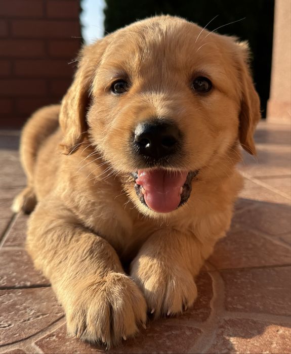 Golden Retriever - Mam juz 5 tygodni