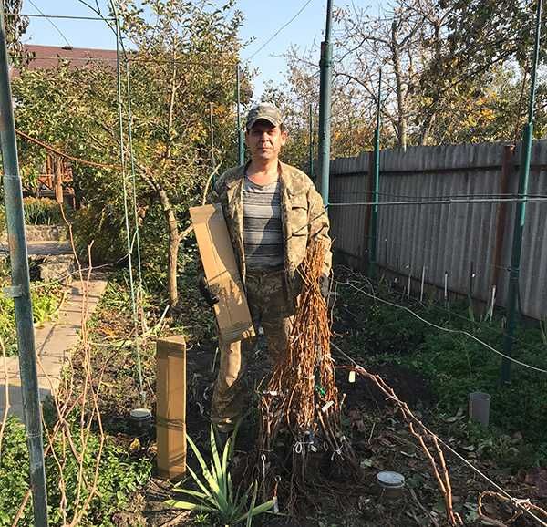 Саджанці винограду (Харків)