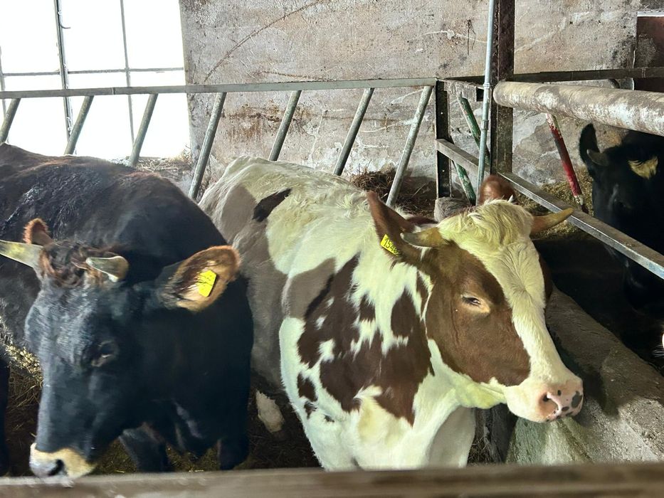 Jałówki wysokocielne