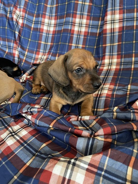 цуценя такси, стандартний, хлопчик