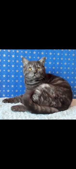 Шотландский прямоухий котик.