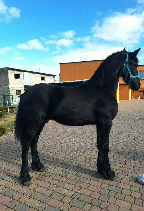 Sprzedam ogierka fryzyjskiego