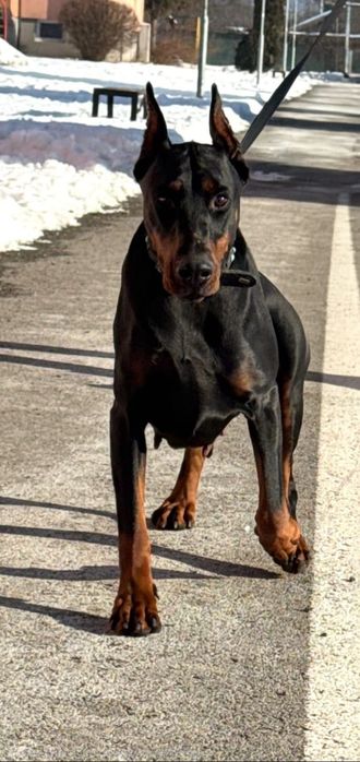 Doberman suczka 3,5 letnia