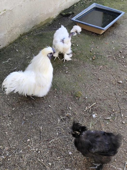 Trio de sedosas, uma é show girl