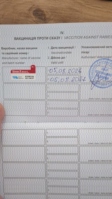 Сірий кіт(кастрований), безоплатно, в подарок корм