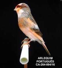 canários arlequins lindos