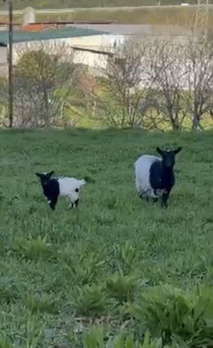 Cabra anã com cria.