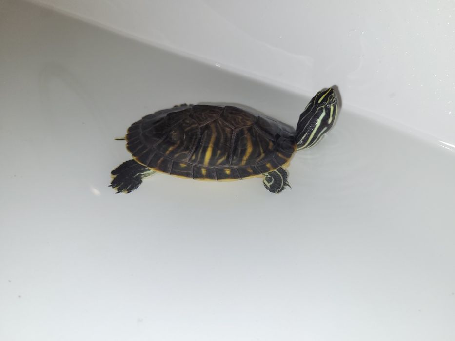 żółw  wodno-lądowy akwarium