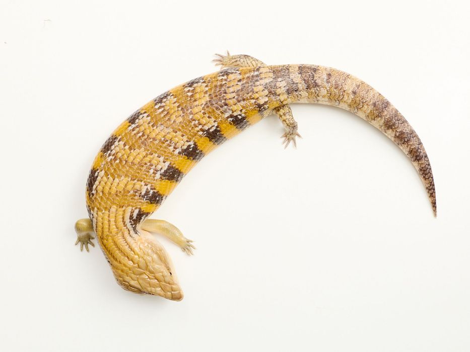 Tiliqua intermedia - Tilikwa scynkowa - Scynk olbrzymi