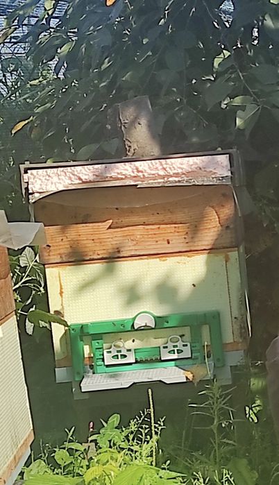 Продам бджоло сім'ї з вуликами