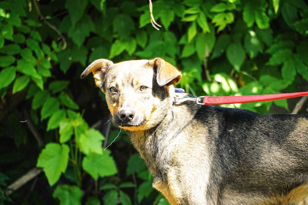 Amon - fajny, młody pies poleca się do adopcji
