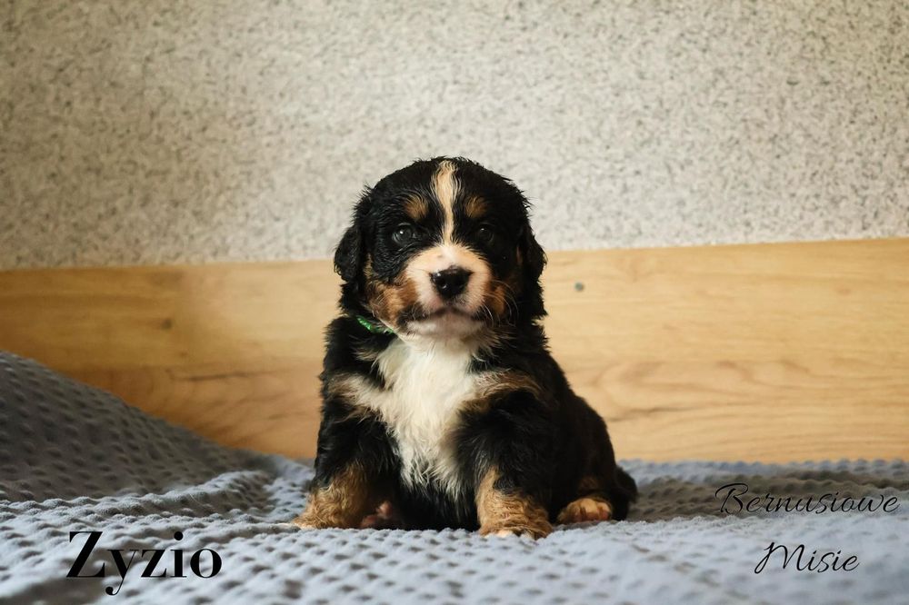 Berneński Pies Pasterski-samiec Zyzio