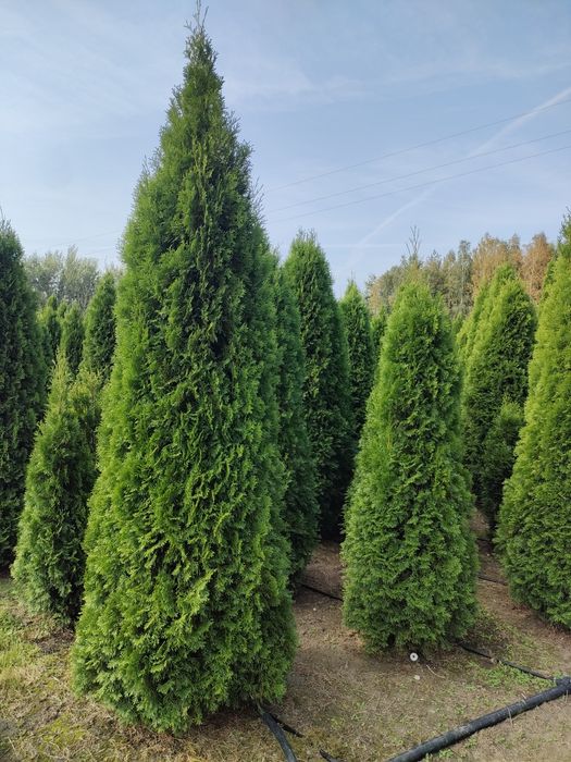 Tuja stożkowa szmaragd od 100 cm w doniczce do wysokich drzew z gruntu