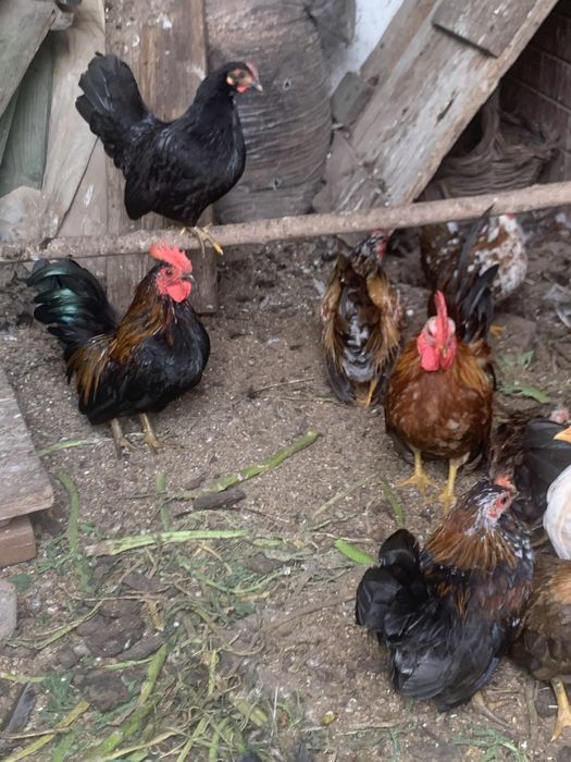 Serames adultos e jovens