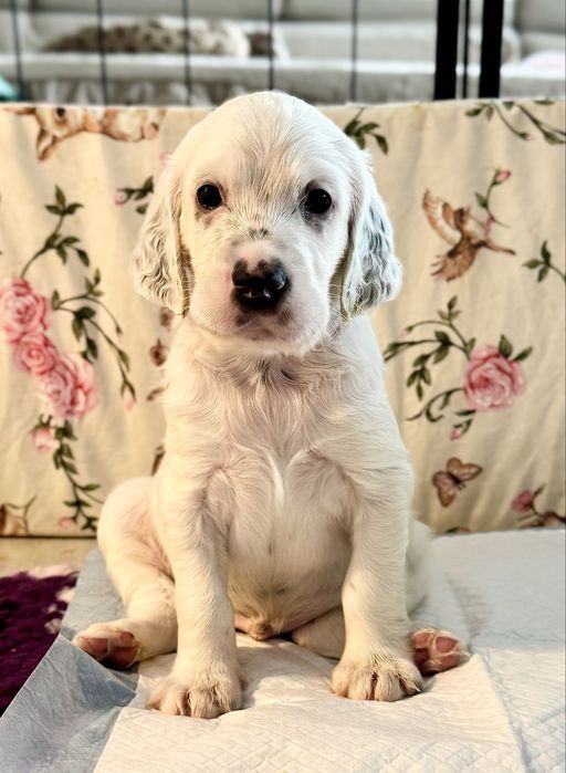 Seter Angielski Szczeniak