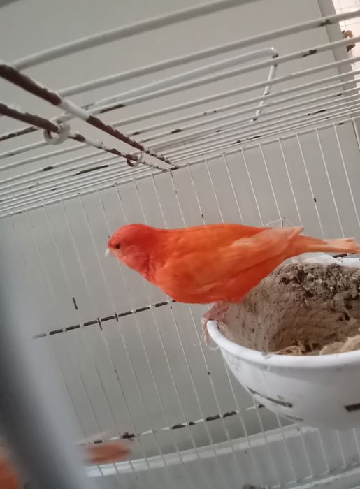 Casal de canários prontos a criar