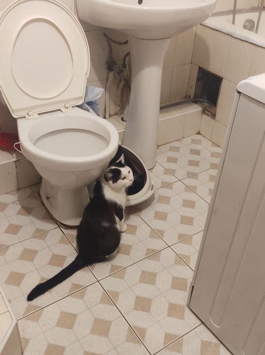 Лагідна кішечка Шпуля