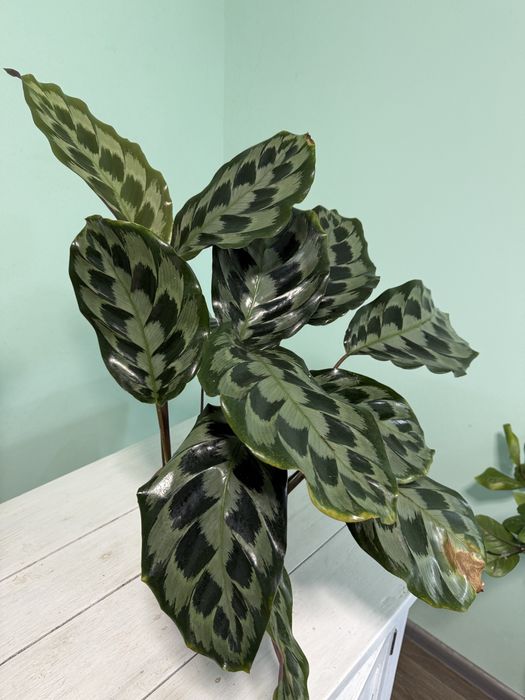 Калатея Лансифолия и Хелен Кенеди величезна домашня