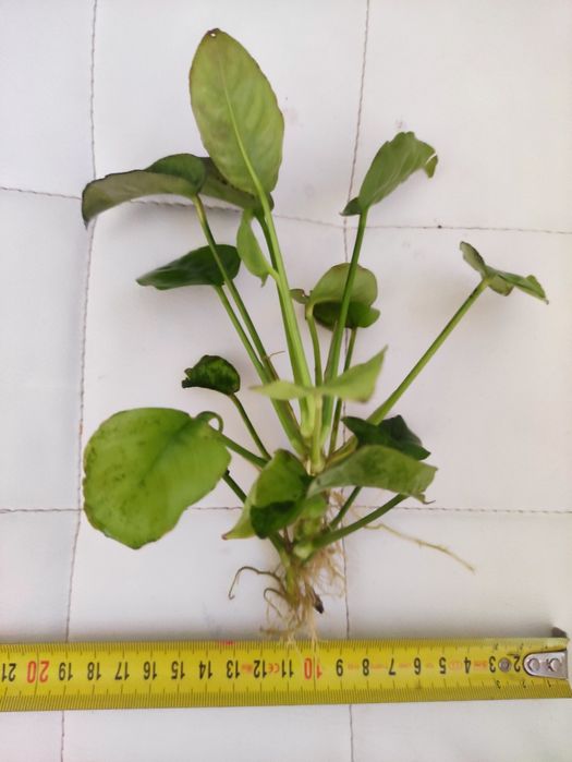 Sprzedam Anubiasa Giganta